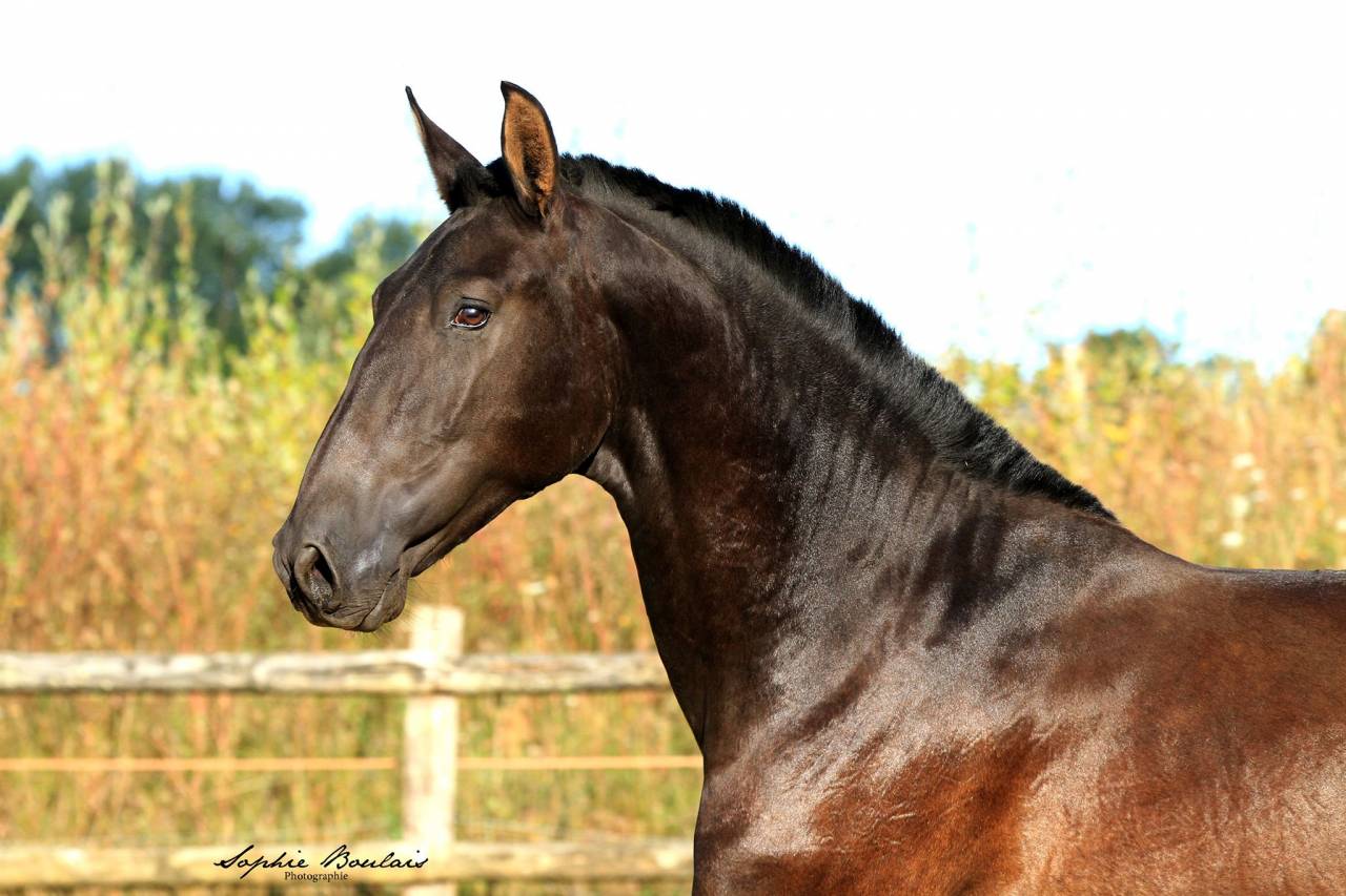 Saillie PRE NOIR HERMES ZABALOA