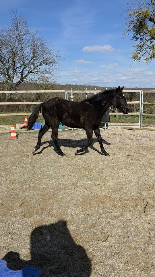 Pouliche Jument Noire OC Paint