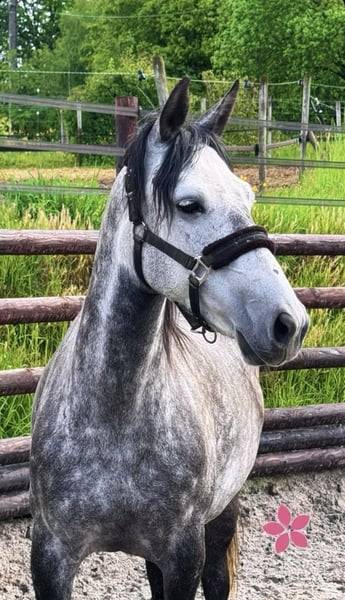 Ponette D 7 ans polyvalente