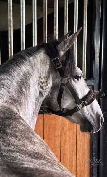 Ponette D 7 ans polyvalente