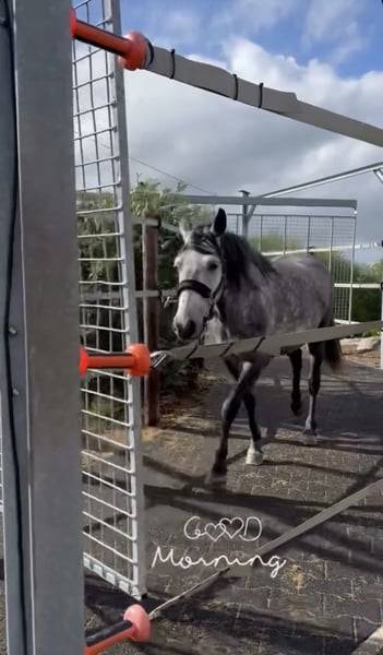 Ponette D 7 ans polyvalente
