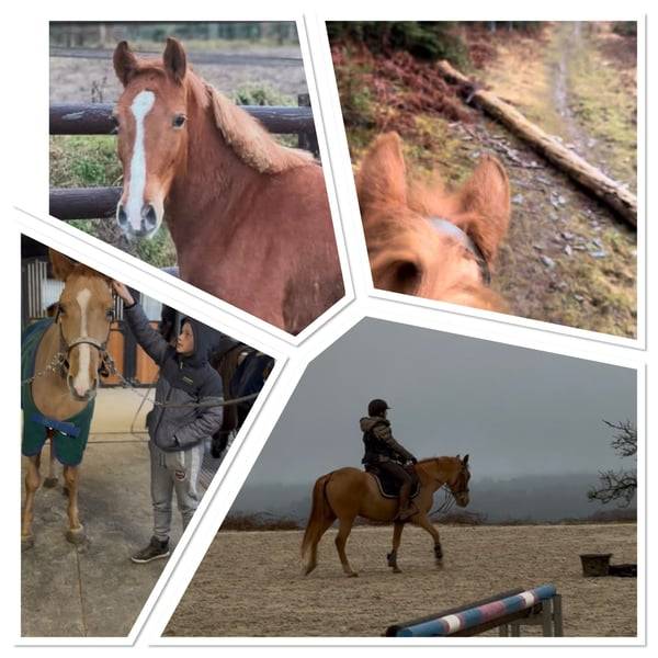 Ponette D 7 ans polyvalente