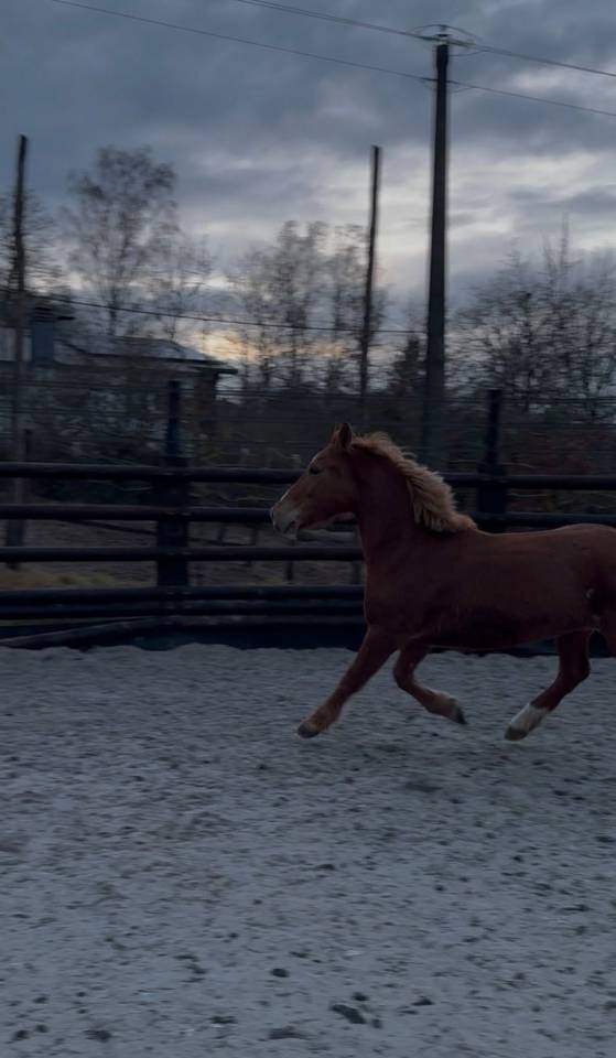 Ponette D 7 ans polyvalente