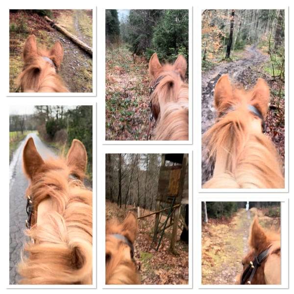 Ponette D 7 ans polyvalente