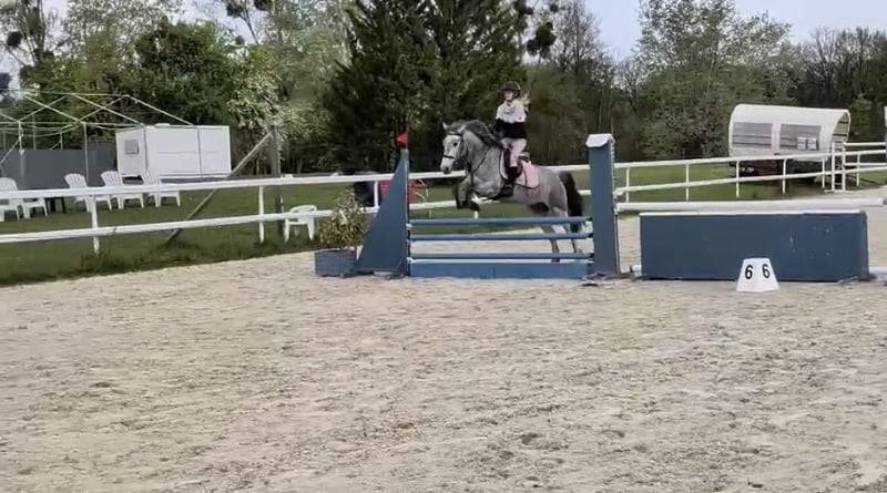 Poney de sport Connemara 2022 taille D