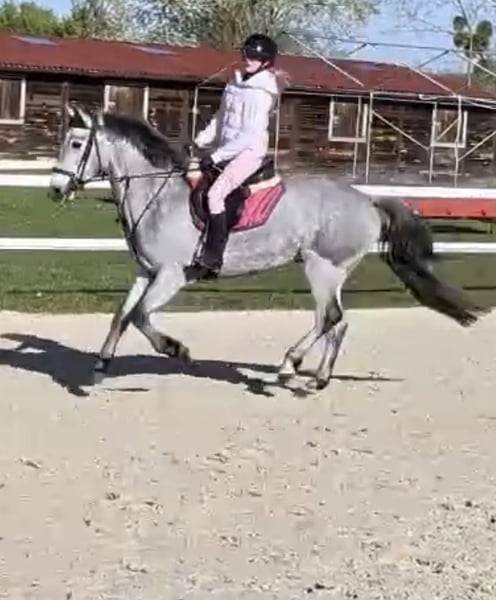 Poney de sport Connemara 2022 taille D