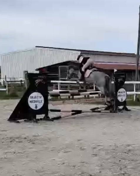 Poney de sport Connemara 2022 taille D