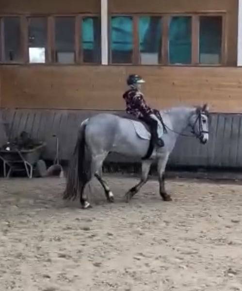 Poney de sport Connemara 2022 taille D