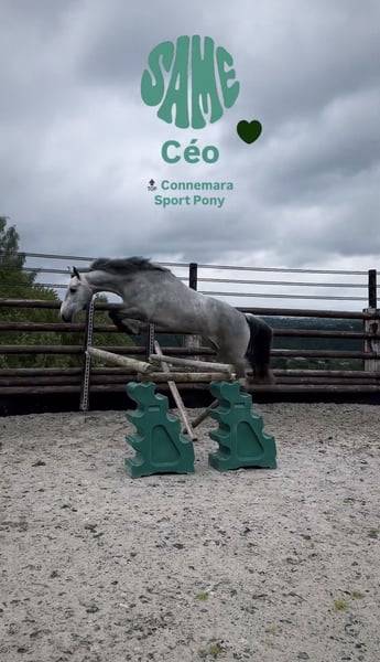 Poney de sport Connemara 2022 taille D