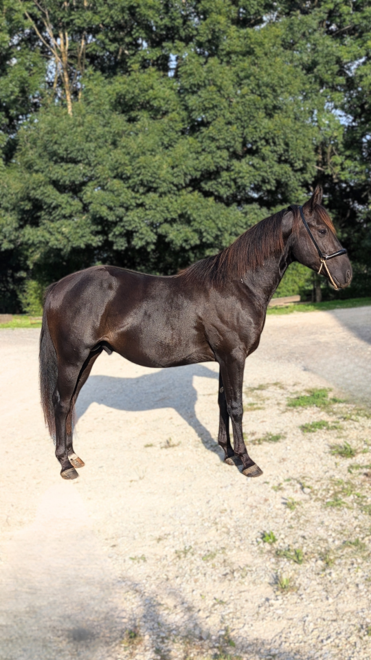 N' Joy, Superbe Quarter Horse M&acirc;le de 2 Ans au Caract&egrave;r