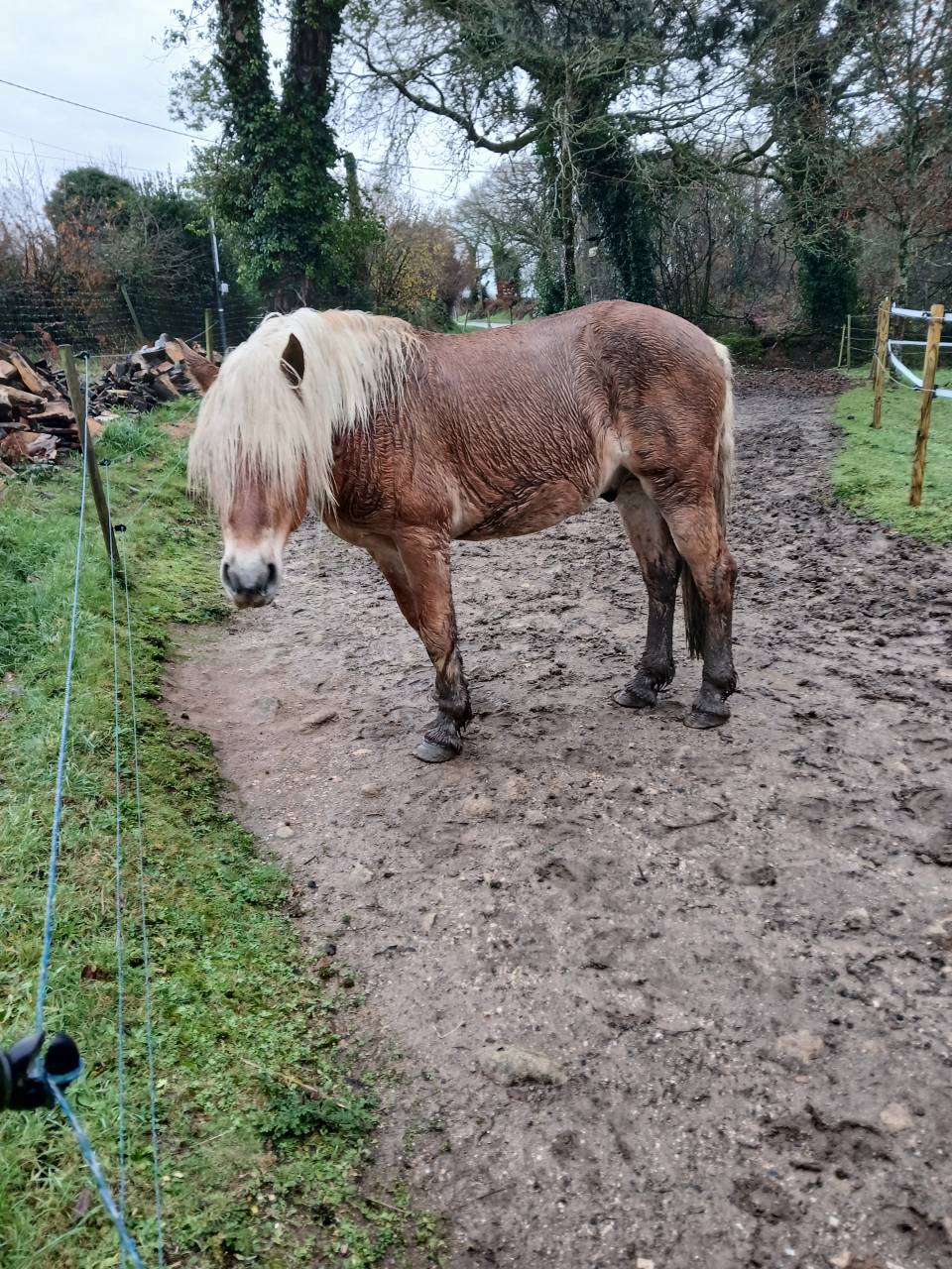 Vente Haflinger 