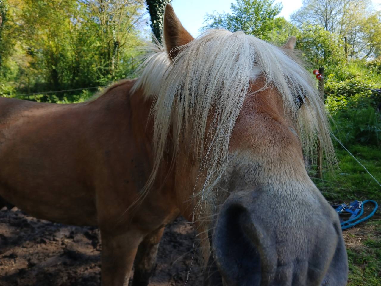 Vente Haflinger 