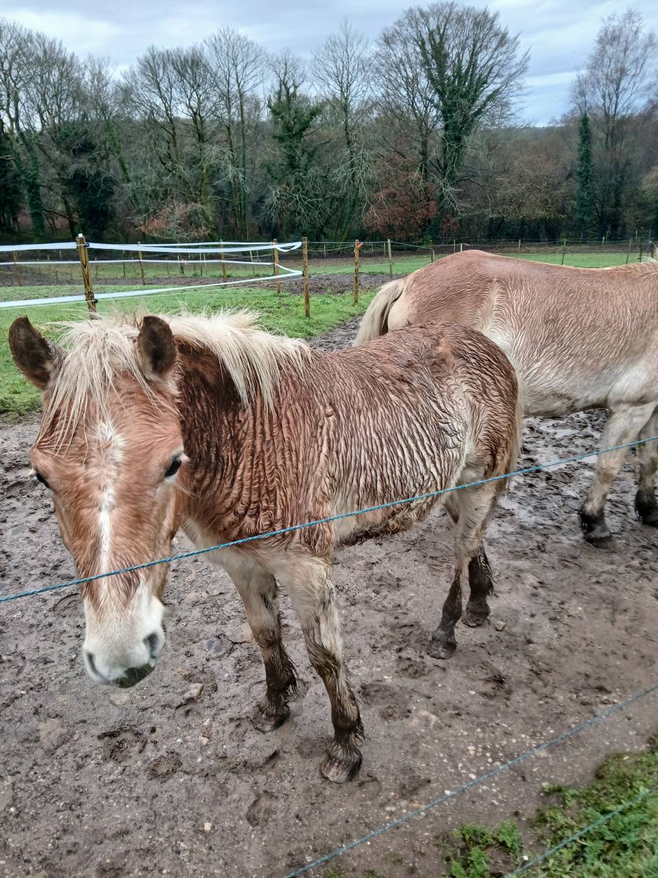 Vente poulain Haflinger 