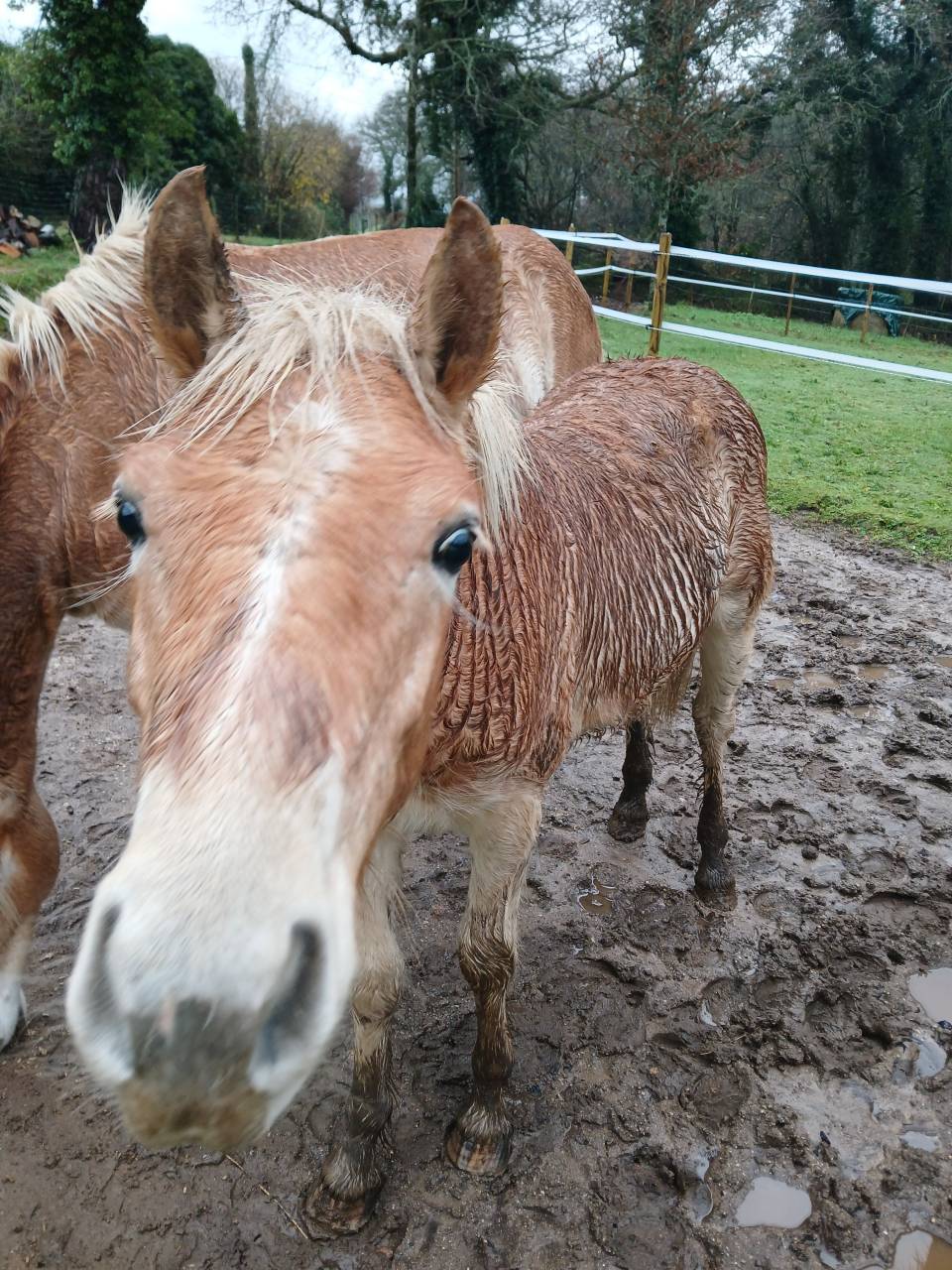 Vente poulain Haflinger 