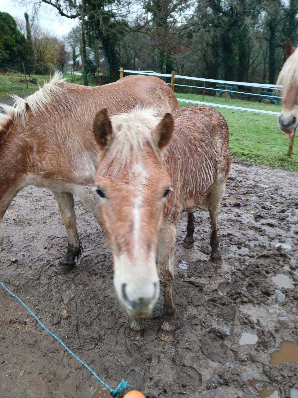 Vente poulain Haflinger 