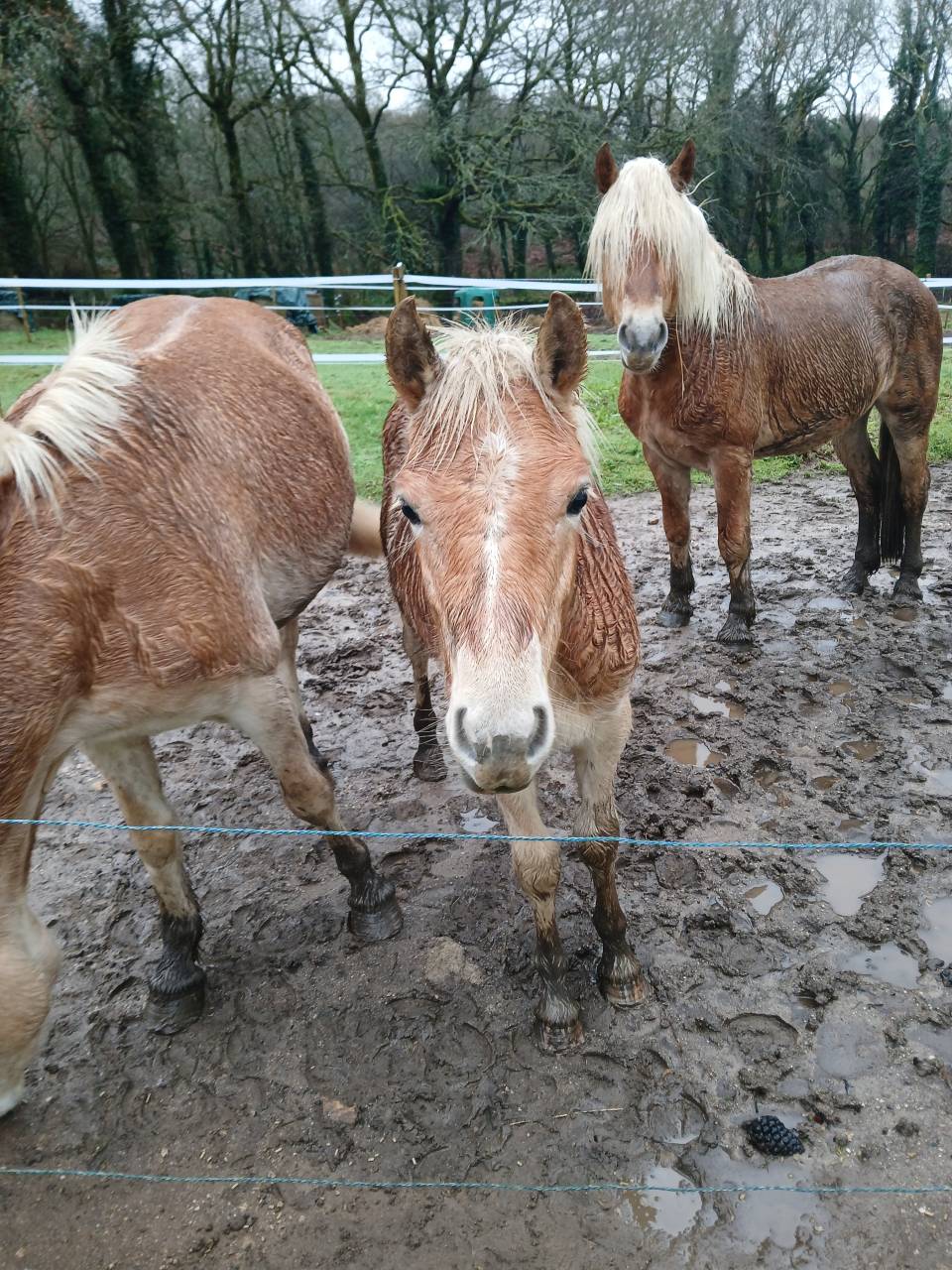 Vente poulain Haflinger 