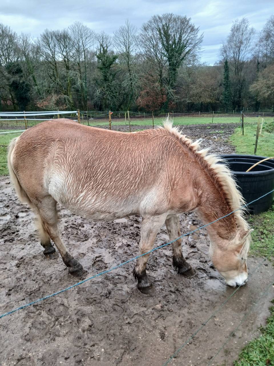Vente jument Haflinger 