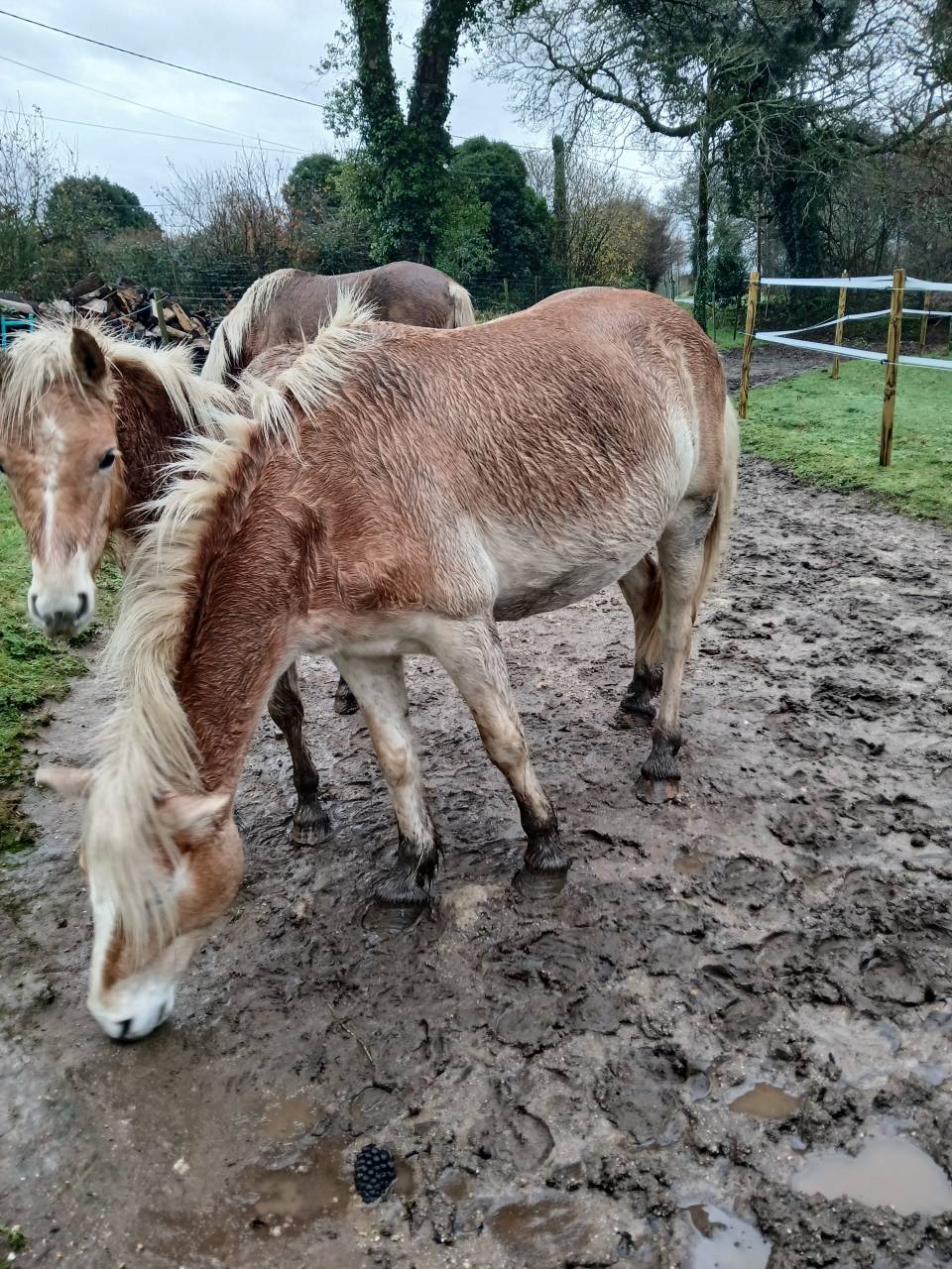 Vente jument Haflinger 