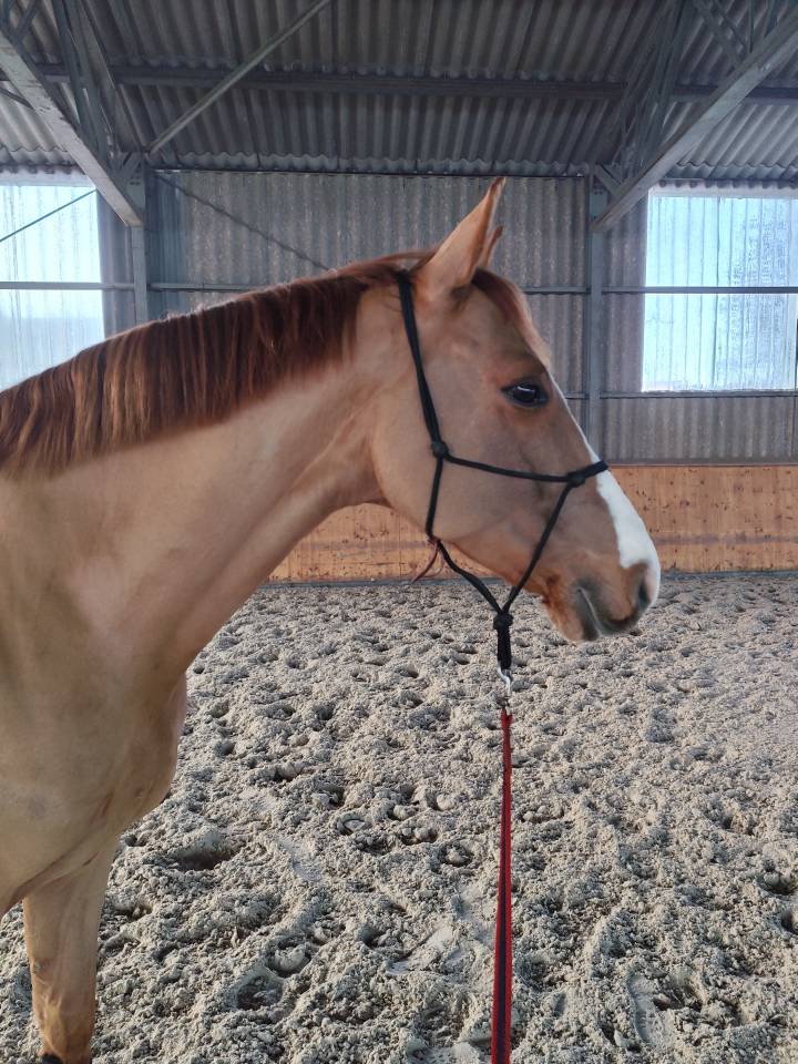 Super hongre 8 ans 1m62 id&eacute;al amateur 