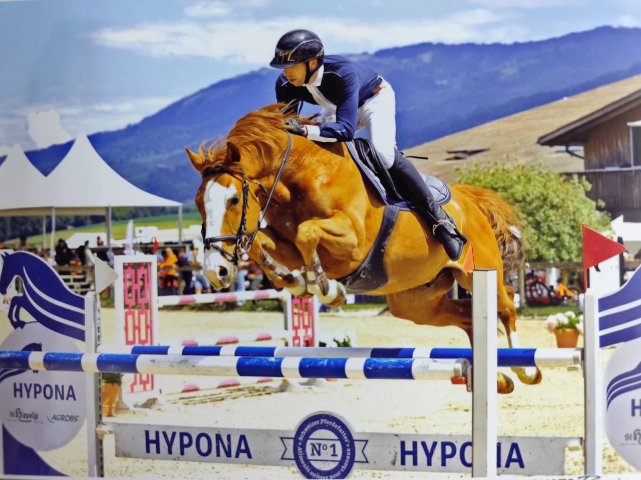 Super hongre 8 ans 1m62 id&eacute;al amateur 