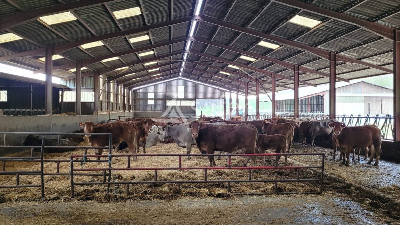 Exploitation agricole id&eacute;al &eacute;levage 102 ha