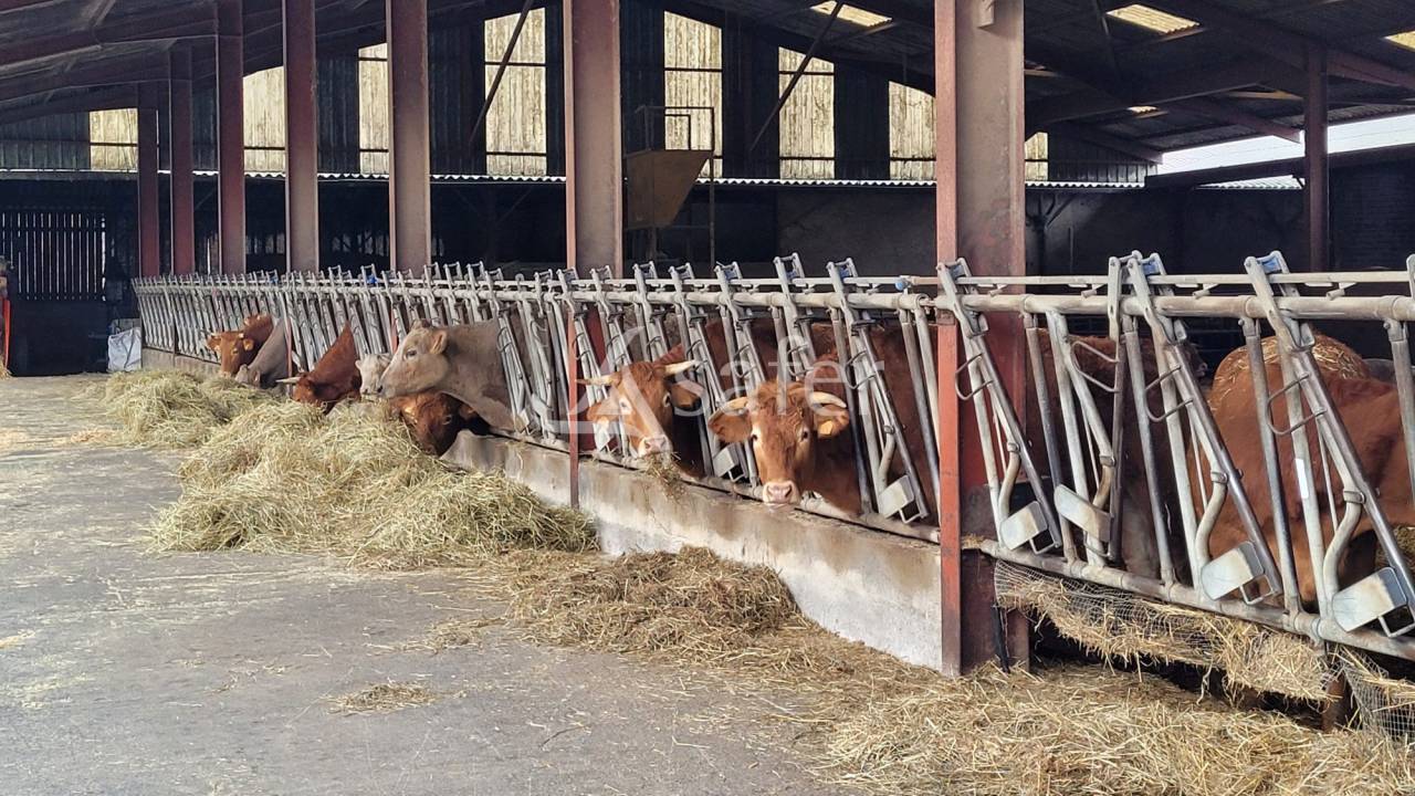 Exploitation agricole id&eacute;al &eacute;levage 102 ha