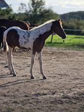 Poulain Cheval Pie OC PAINT