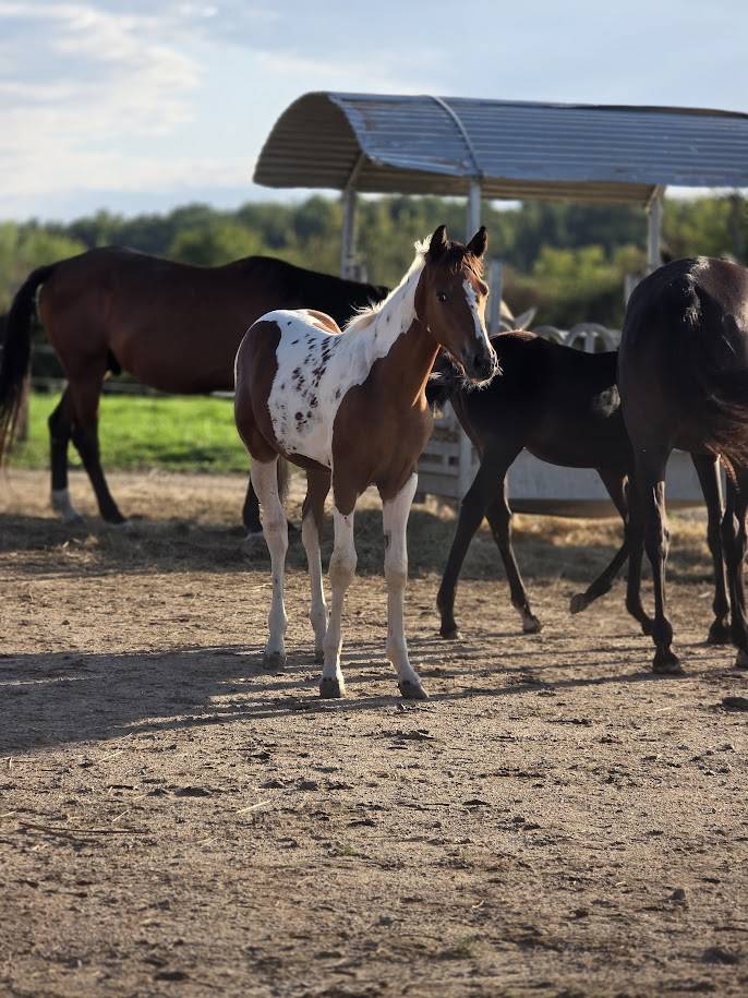 Poulain Cheval Pie OC PAINT