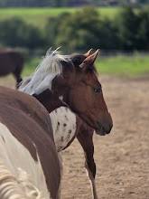 Poulain Cheval Pie OC PAINT