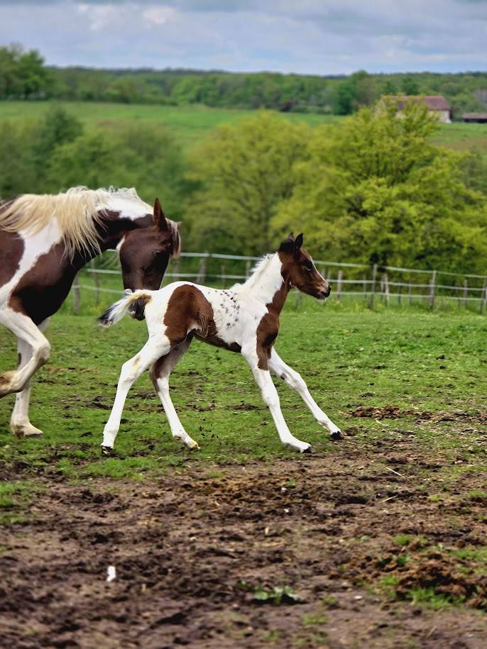 Poulain Cheval Pie OC PAINT