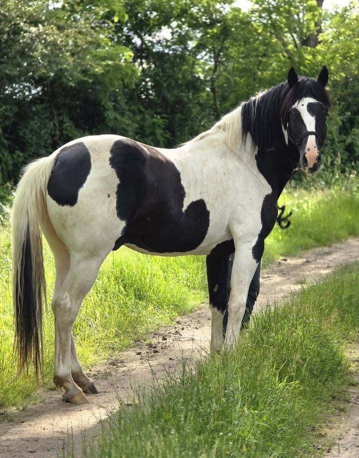 Saillie &eacute;talon pie noir homozygote OC PAINT