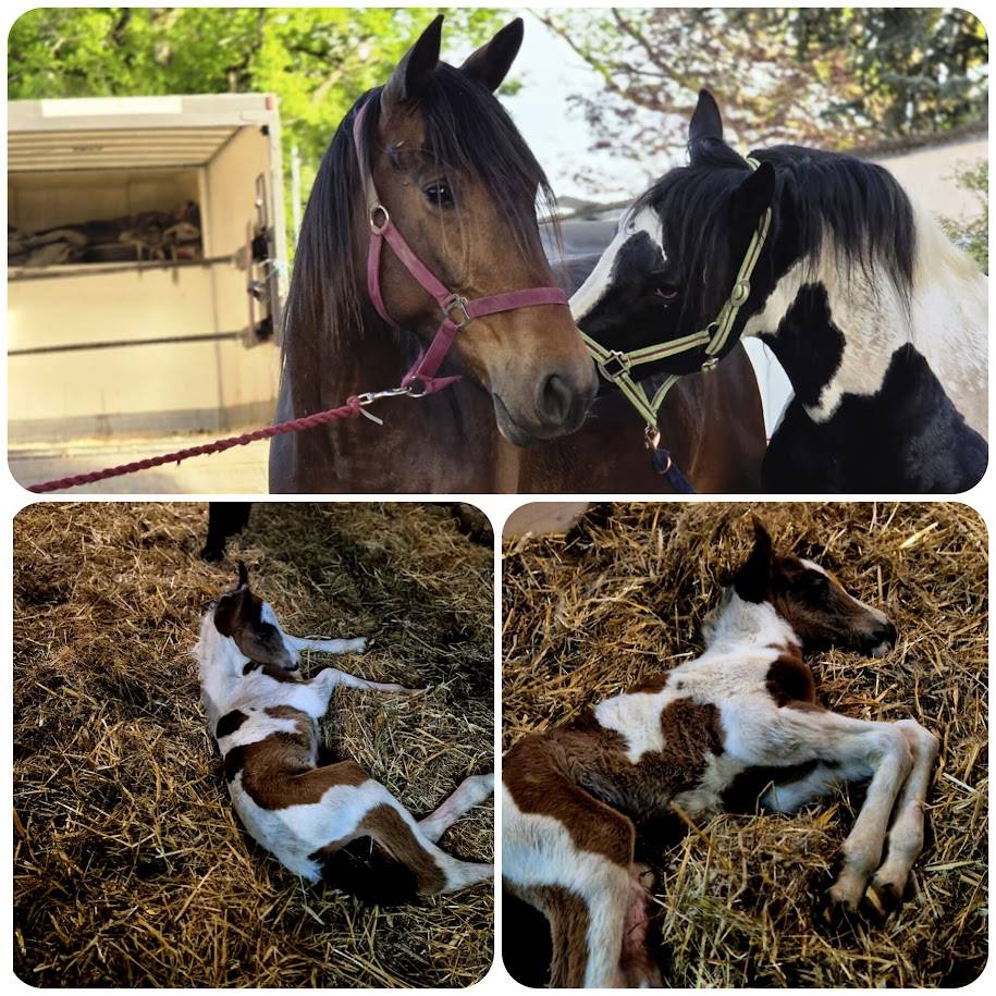 Saillie &eacute;talon pie noir homozygote OC PAINT