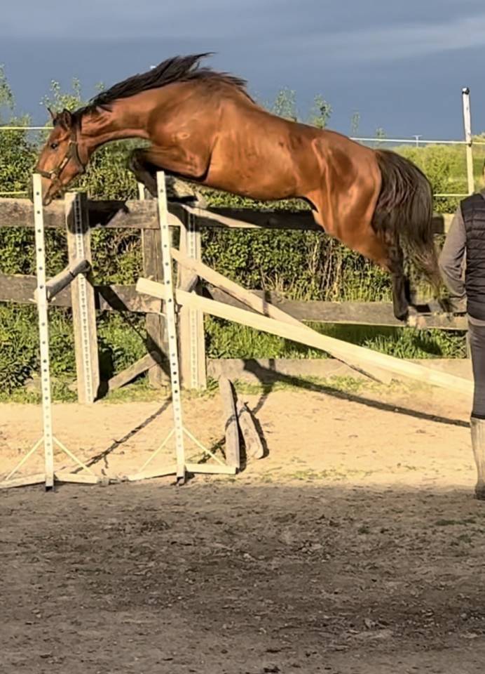 4 ans ENTIER ultra gentil CSO + (super origines)