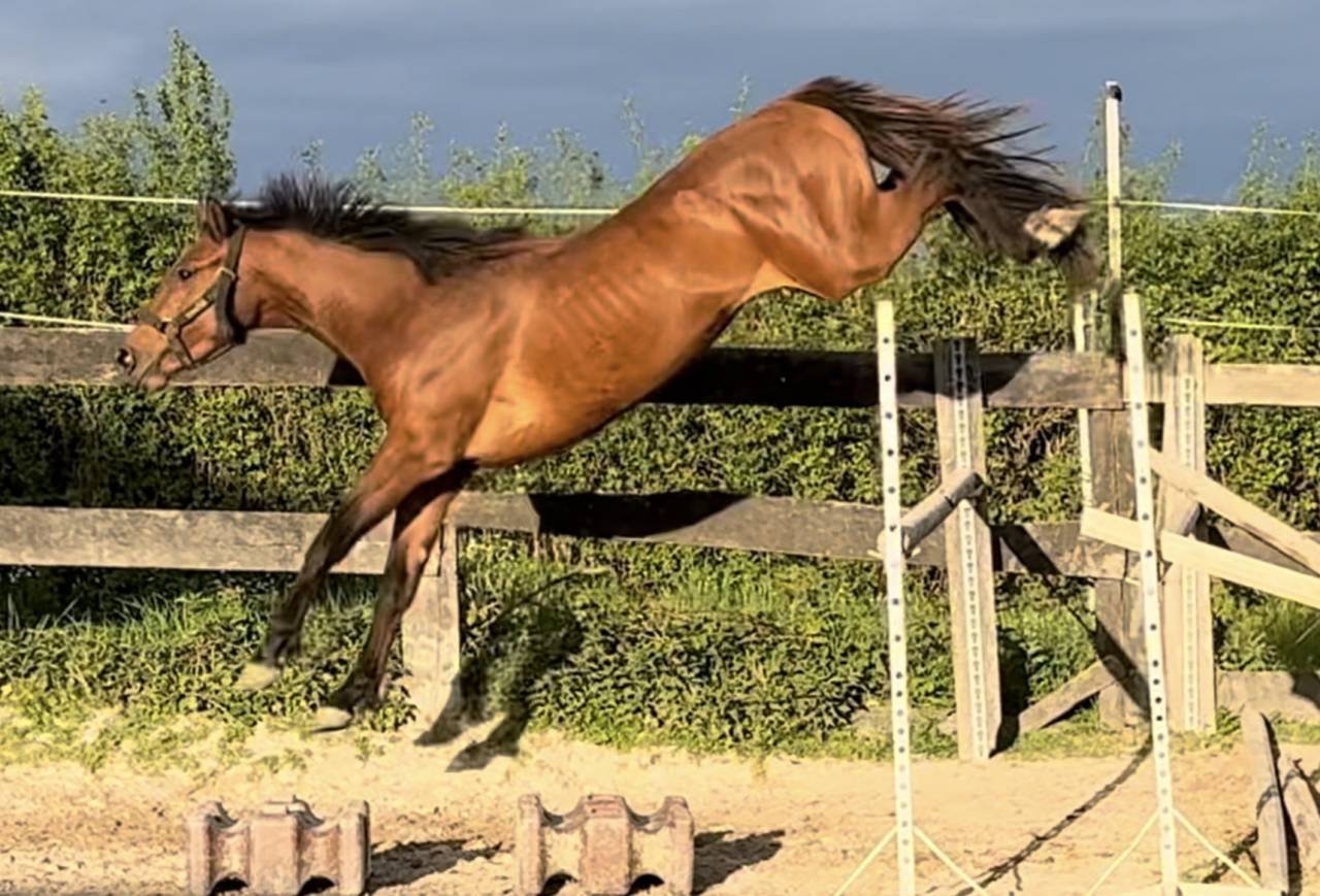 4 ans ENTIER ultra gentil CSO + (super origines)