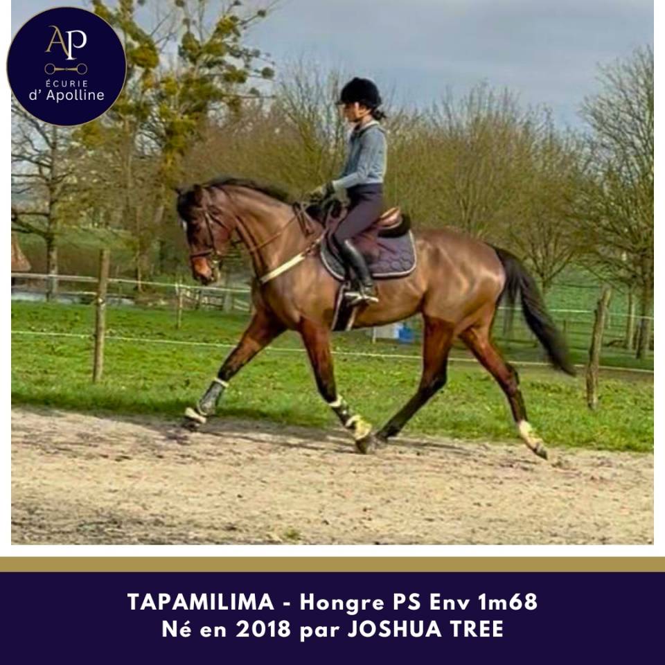 Hongre 1m65 tr&egrave;s plaisant sous la selle