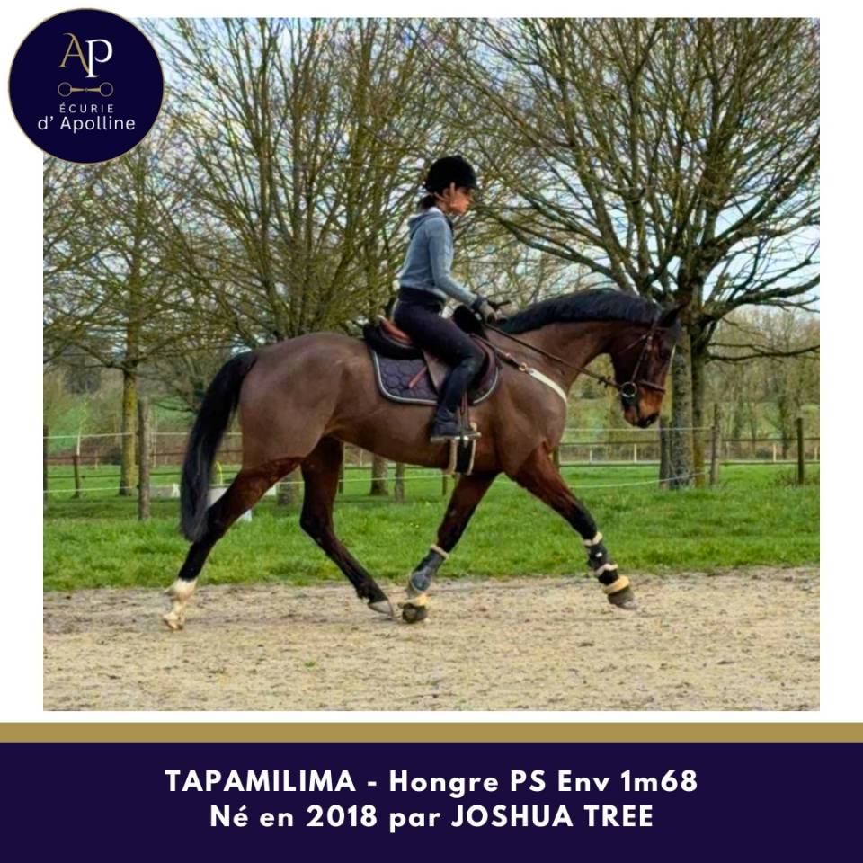 Hongre 1m65 tr&egrave;s plaisant sous la selle