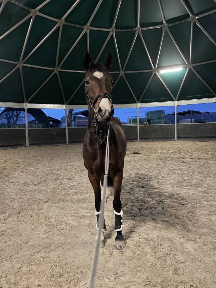 Jument de 6 ans &agrave; vendre