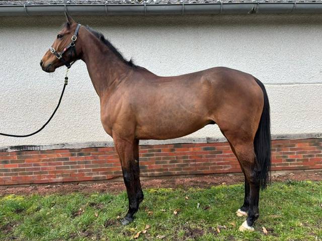 Pur Sang &agrave; vendre