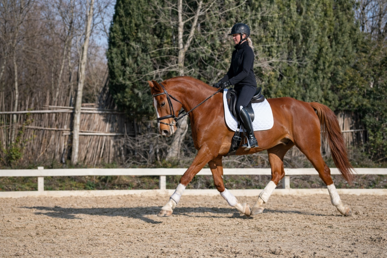 Hongre - Selle Fran&ccedil;ais - 6 ans - Dressage - France
