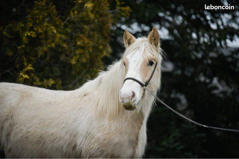 ✨ OSAKA - Jeune jument Irish Cob PP ✨