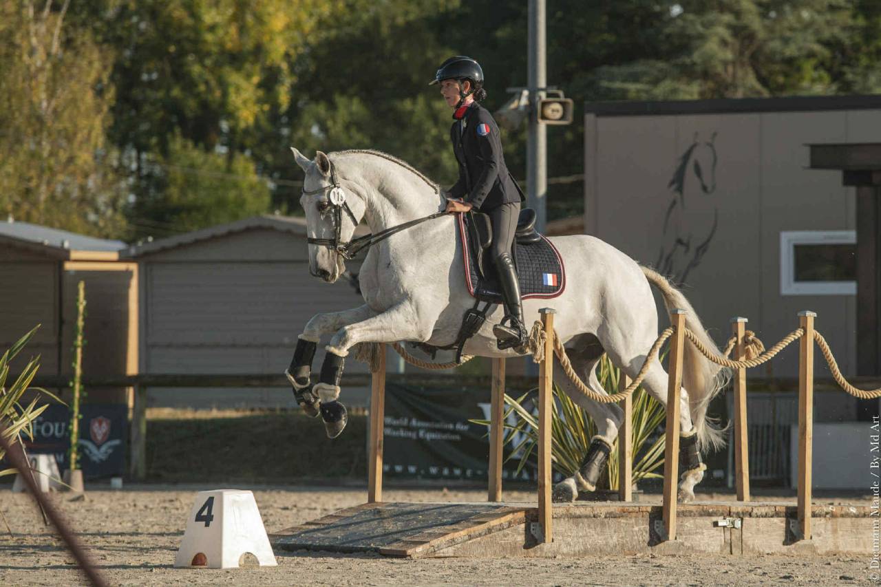 Hongre - Lusitanien - 14 ans - Dressage PSG - France 