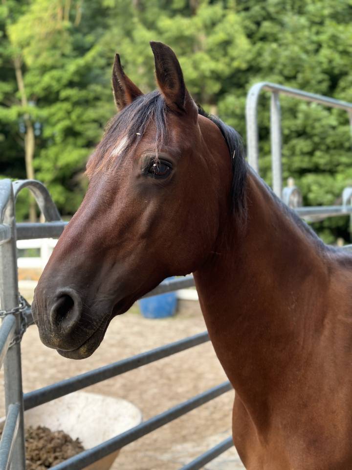 &Agrave; vendre ou &agrave; confier pour un an 