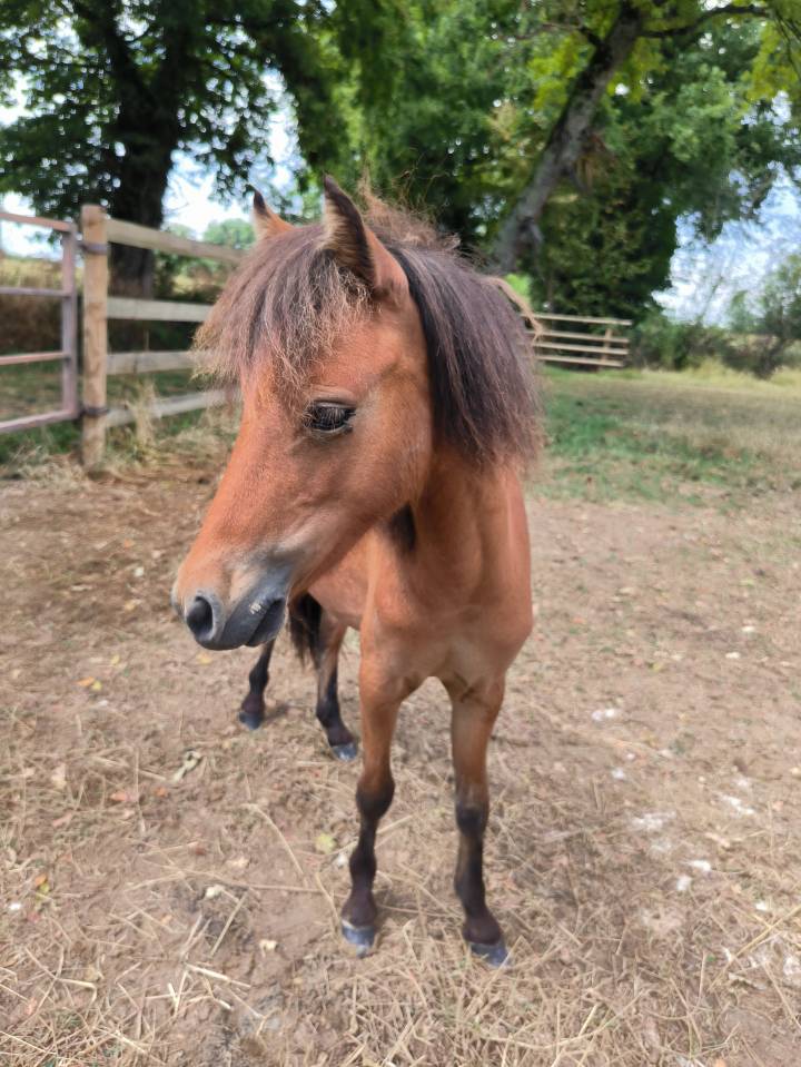 Disponible &agrave; la vente, magnifique m&acirc;le entier AMHA