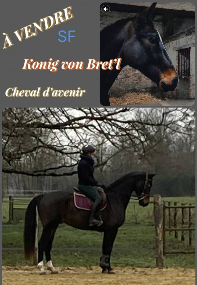 Top cheval de sport 
