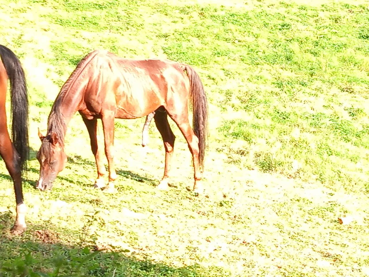 2 &eacute;talons PALOMINO  et ARABE 