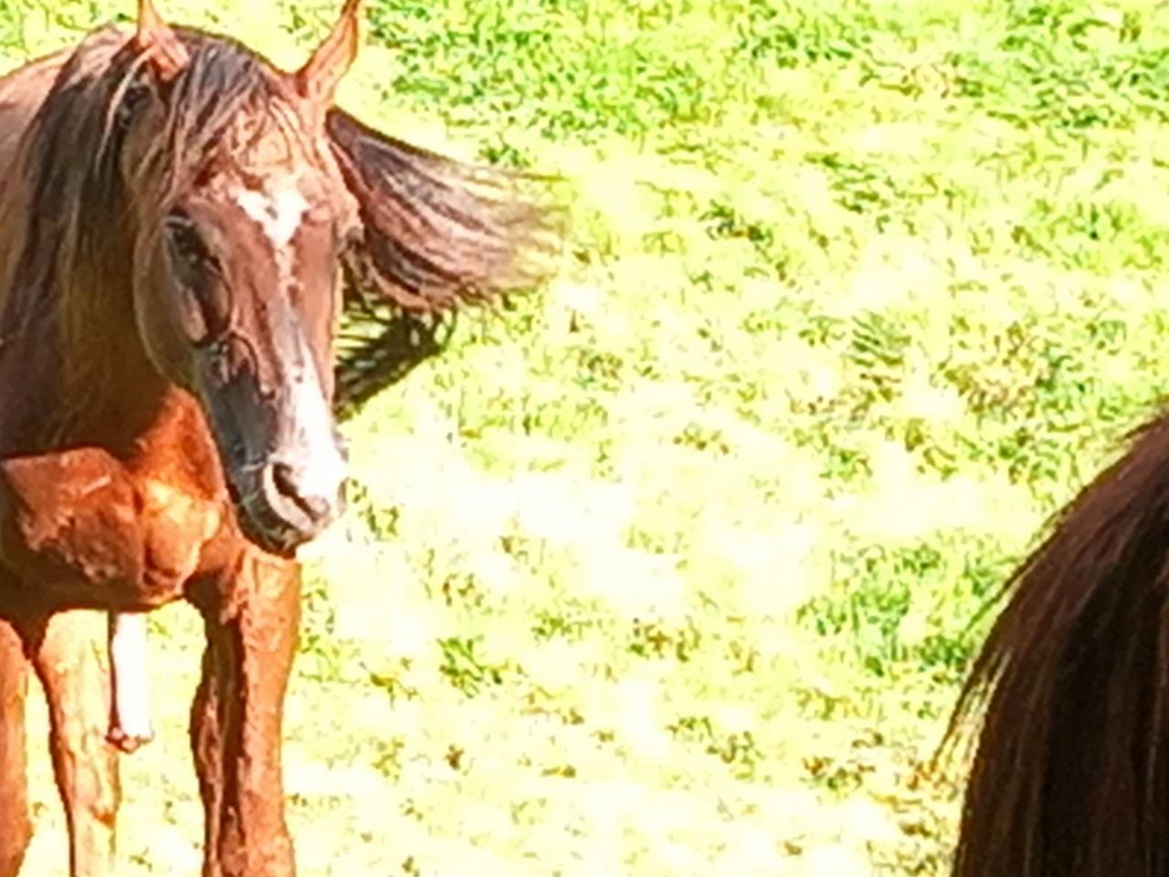 2 &eacute;talons PALOMINO  et ARABE 