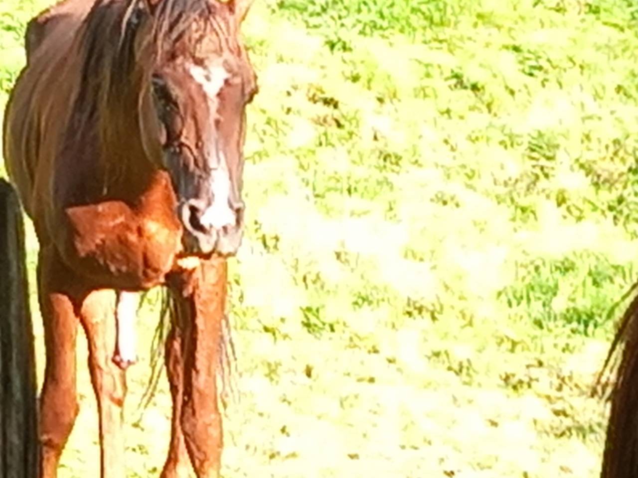 2 &eacute;talons PALOMINO  et ARABE 