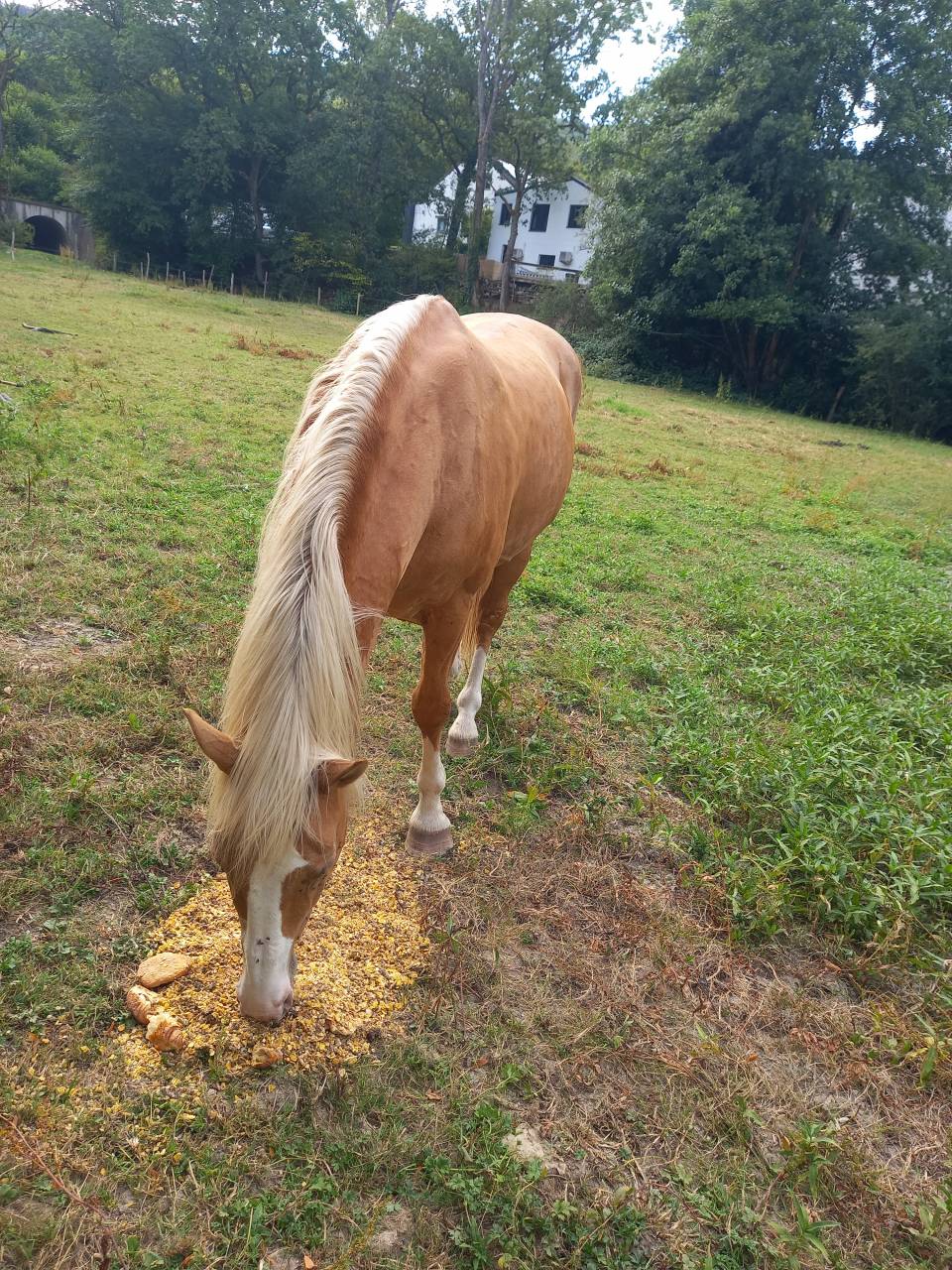 2 &eacute;talons PALOMINO  et ARABE 