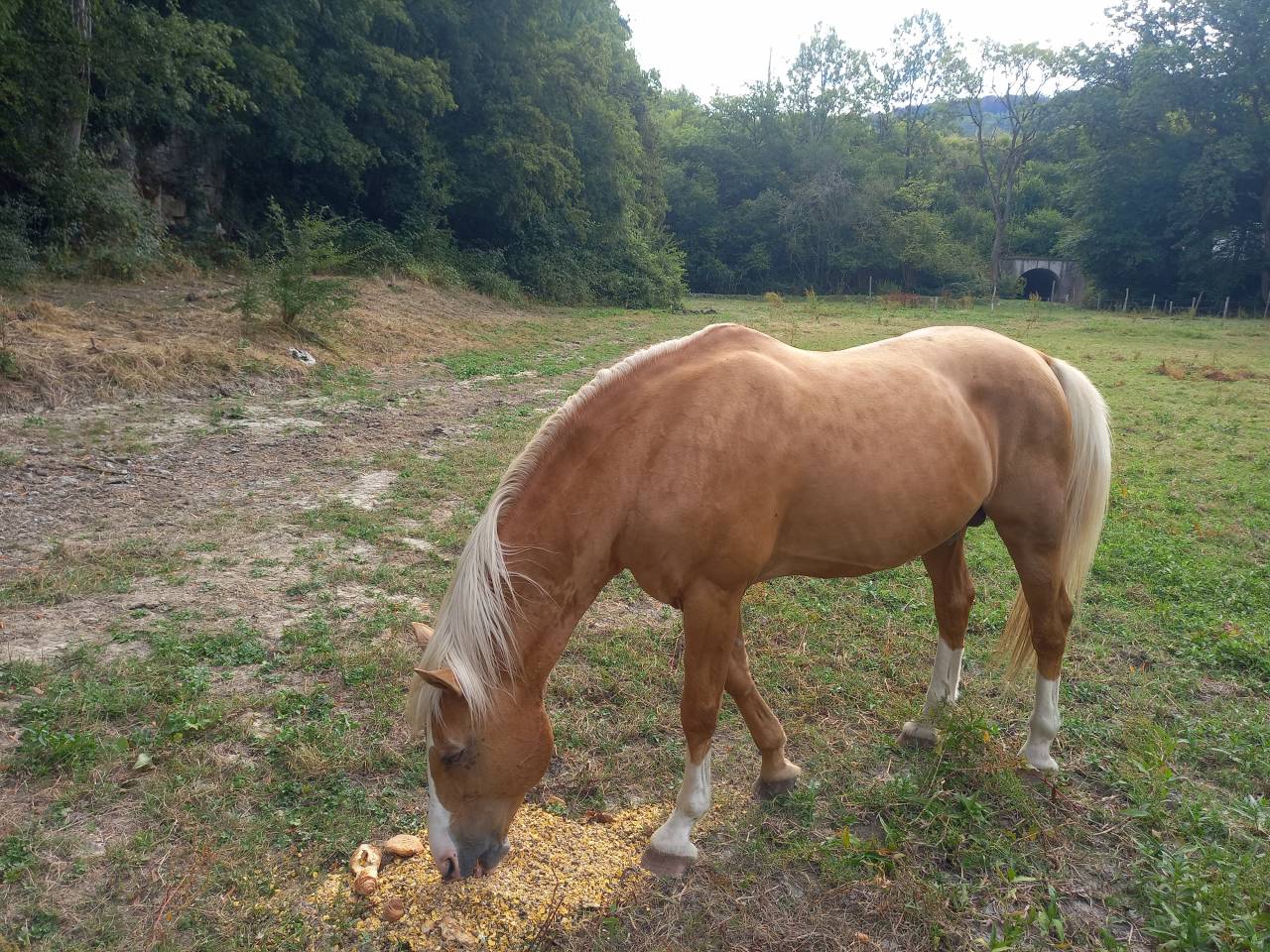2 &eacute;talons PALOMINO  et ARABE 