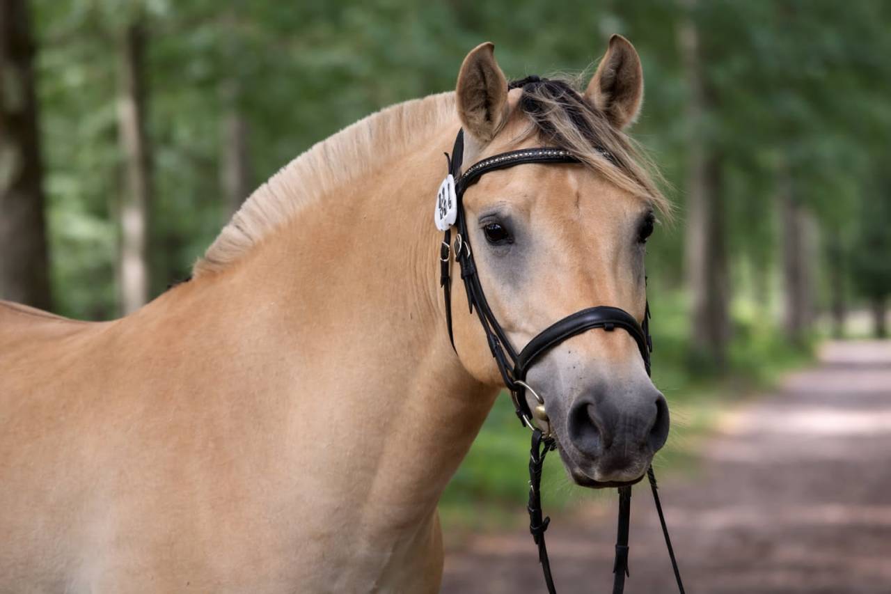 Hongre - Fjord - 4 ans - Loisir / Dressage - France